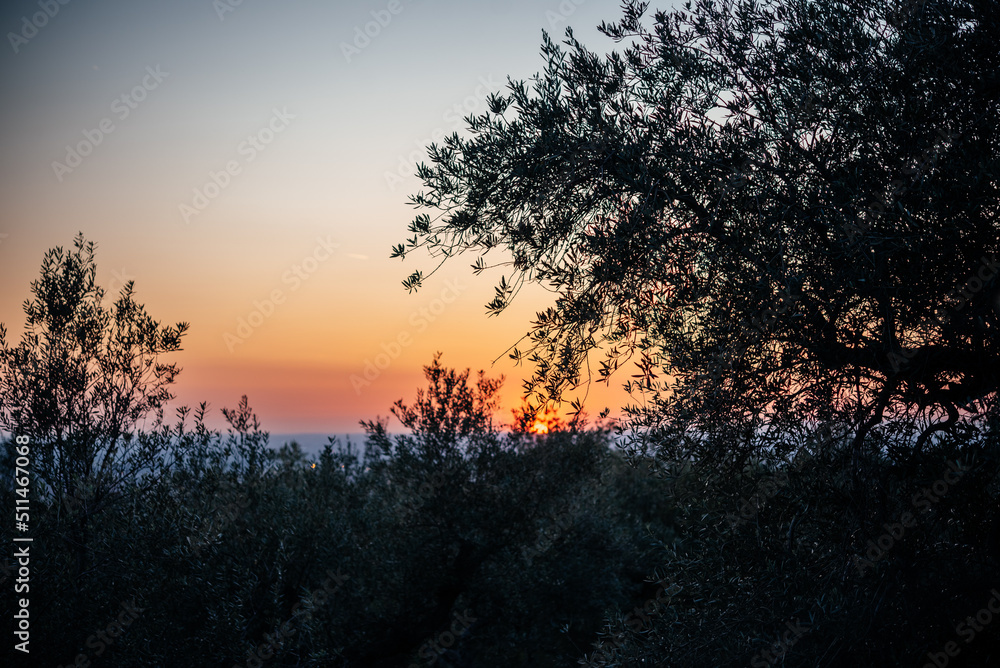 Dramatic pink and orange sunset sky in olive grove in Italy Dramatic pink and orange sunset sky in olive grove in Italy