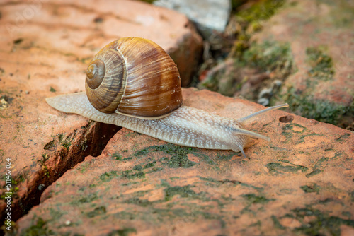 Wallpaper Mural Edible snail crawling on the brick pavement Torontodigital.ca