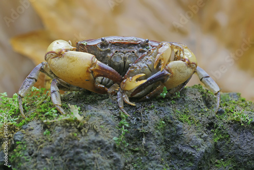 A mother field crab is holding a young to protect it from predators. This animal has the scientific name Parathelphusa convexa. photo