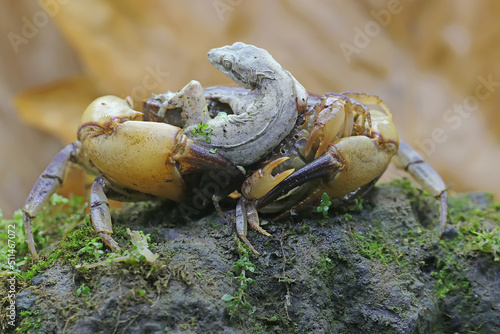 A mother field crab is holding a young to protect it from predators. This animal has the scientific name Parathelphusa convexa. photo