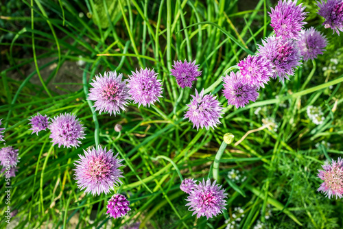 Flowering chives in the garden, top view