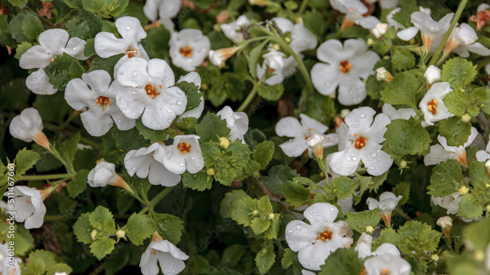 Naklejka premium Bacopa monnieri herb plant and flower, known from Ayurveda as Brahmi.