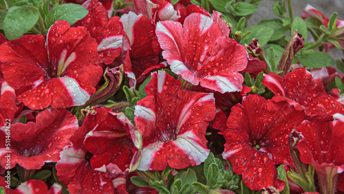 Red and white petunia flowers blooming in garden