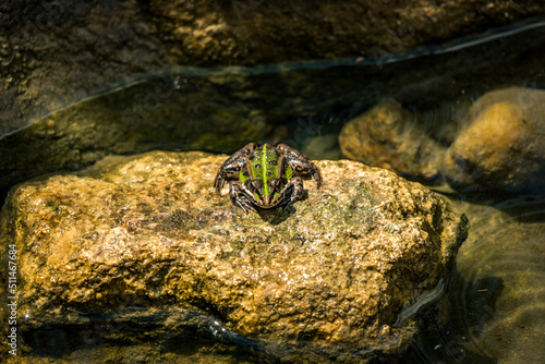 Wallpaper Mural Green frog sitting on a stone in a garden pond Torontodigital.ca