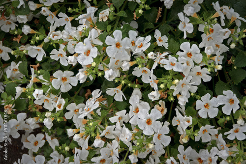 Bacopa monnieri herb plant and flower, known from Ayurveda as Brahmi. photo