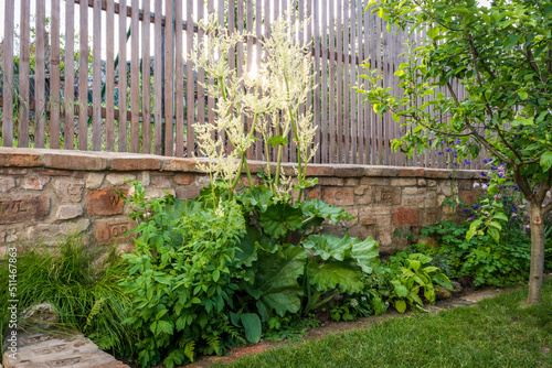 Wallpaper Mural Large flowering rhubarb in the garden bed Torontodigital.ca