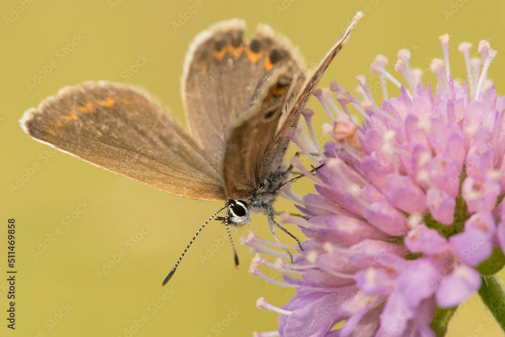 Butterfly Lepidoptera Euplagia quadripunctaria Butterfly Lepidoptera Euplagia quadripunctaria