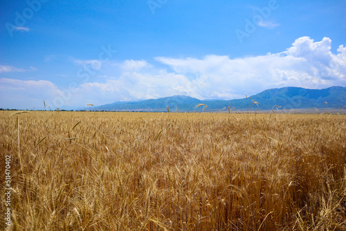 yellow ripe wheat field. a clear day. agriculture.        