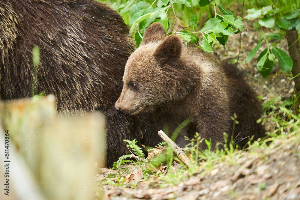 Obraz premium Mother bear and cub