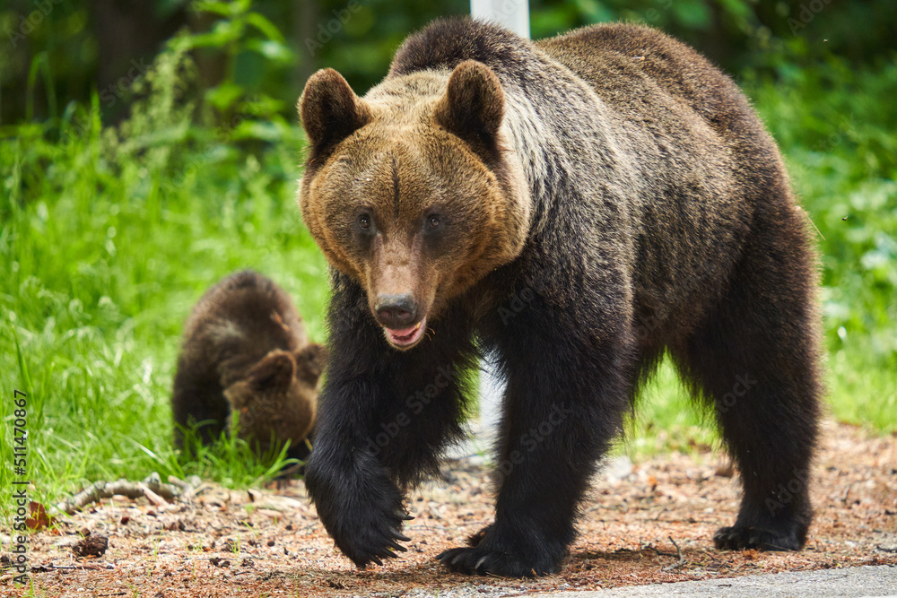 Mother bear and cub