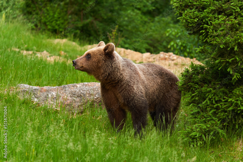 Fototapeta premium Large brown bear in the forest