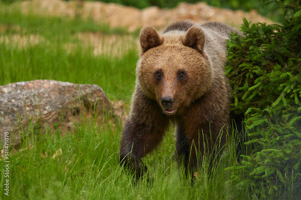 Large brown bear in the forest