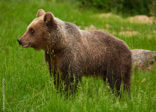 Large brown bear in the forest