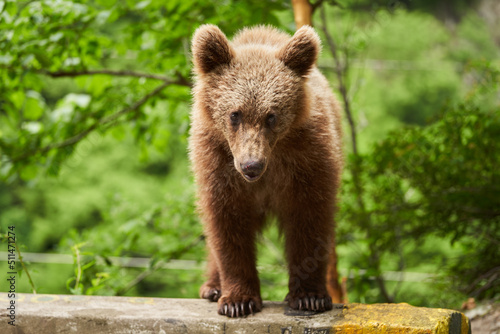 Brown bear cub by roadside