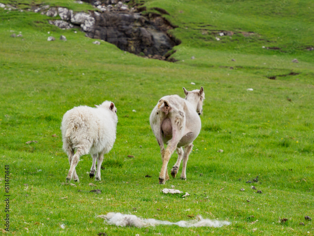 Obraz premium Faroe Island