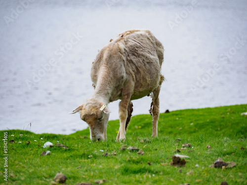 Faroe Island photo