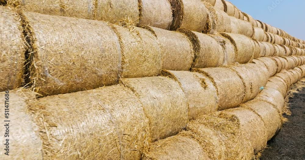 Straw bales in a wheat field. Straw bales stacked in farm field after wheat harvest. Wheat straw can be used as fuel, as animal feed and as raw material for paper. 4K real time video. Straw bales in a wheat field. Straw bales stacked in farm field after wheat harvest. Wheat straw can be used as fuel, as animal feed and as raw material for paper. 4K real time video.