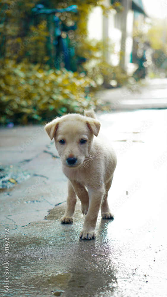 golden retriever puppy in the street golden retriever puppy in the street