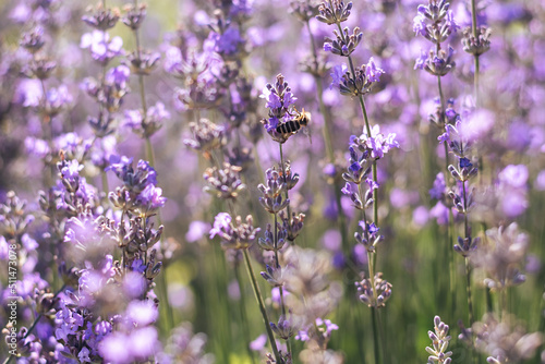 Soft selective focus of blue purple lavender field. Bee collects pollen flower. Growing fragrant crops at sunrise. Perfume ingredient, aromatherapy. Fashionable color of 2022 Very peri. Copy Space