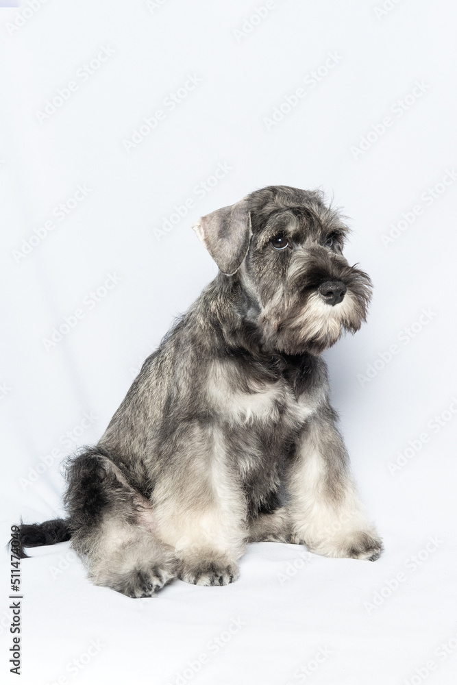 White-gray schnauzer dog sits and looks up on a white background, vertical frame. Sad puppy miniature schnauzer. Close-up portrait of a dog on a white background.