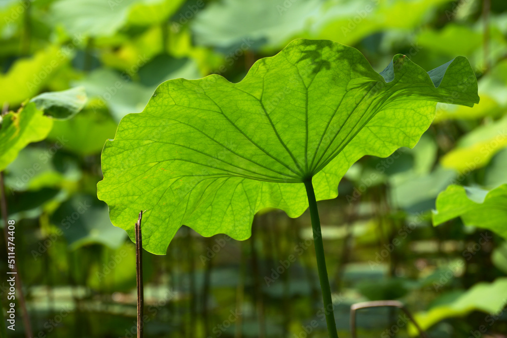 蓮の葉　葉模様
