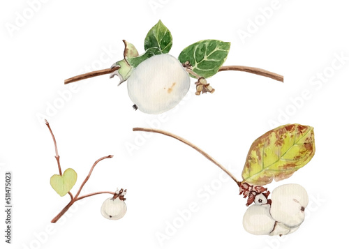 Watercolor illustration of white little berries on branches for beautiful design on white isolated white background. Watercolor snowberries, vintage style