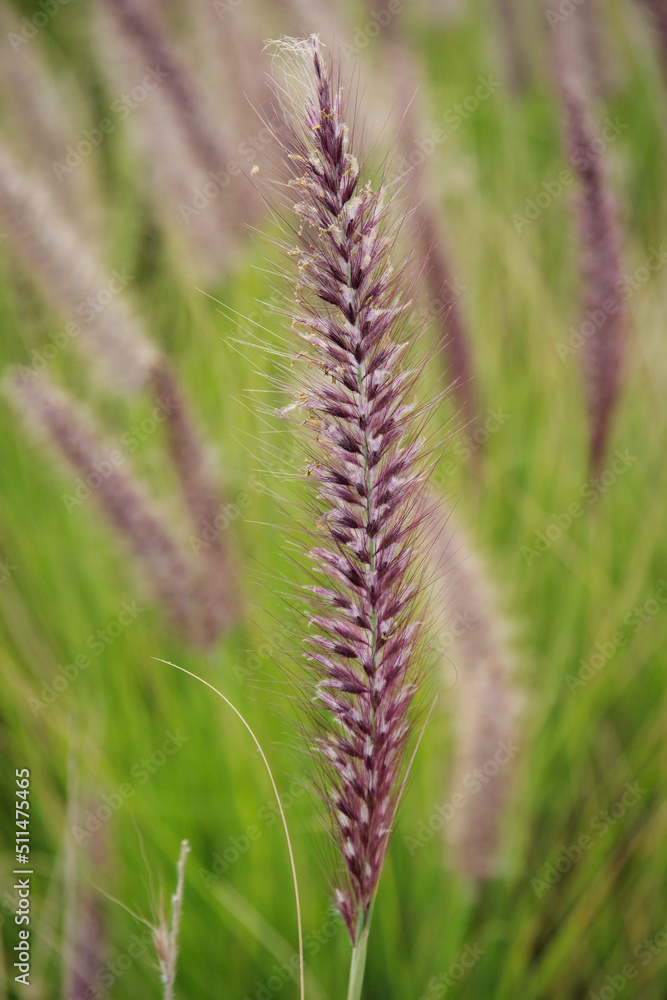 Grass close-up in golden sunlight 7