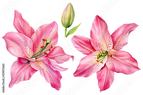 lilies, pink flowers on isolated white background, watercolor illustration