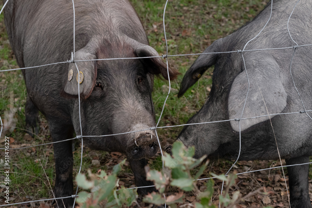 Cerdos ibericos detrás de valla en dehesa Cerdos ibericos detrás de valla en dehesa