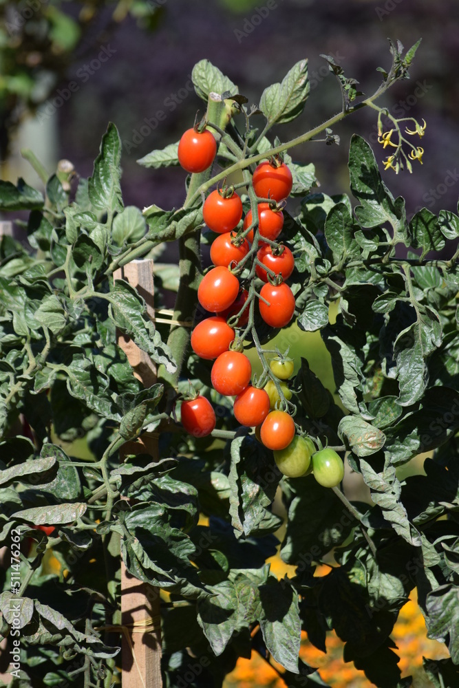 Tomate, Rispentomate