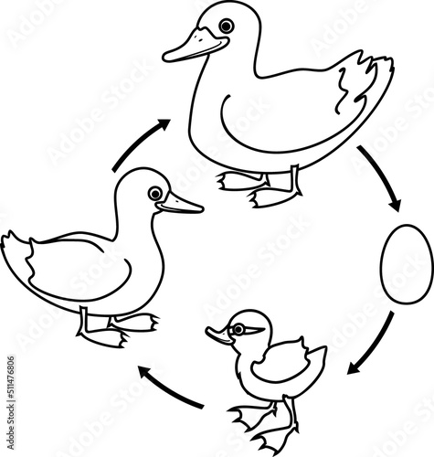 Coloring page with life cycle of bird. Stages of development of wild duck (mallard) from egg to duckling and adult bird isolated on white background