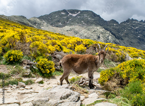 Mountain goat