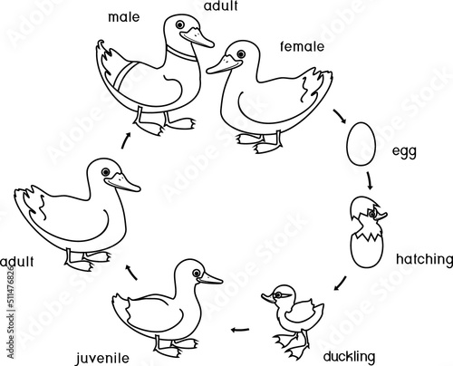 Coloring page with life cycle of bird. Stages of development of wild duck (mallard) from egg to duckling and adult bird isolated on white background