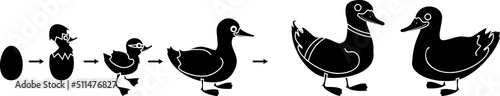 Black silhouette of life cycle of bird. Stages of development of wild duck (mallard) from egg to duckling and adult bird isolated on white background