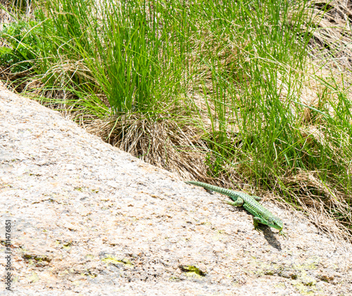 Green lizard in the nature