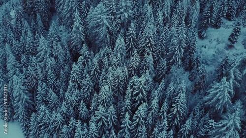 Aerial top view to snowy moutain trees of winter pines. Middle of the winter. High needles in the forest. Beautiful nature landscape from drone. Italian Alps. Panoramic view from above. 