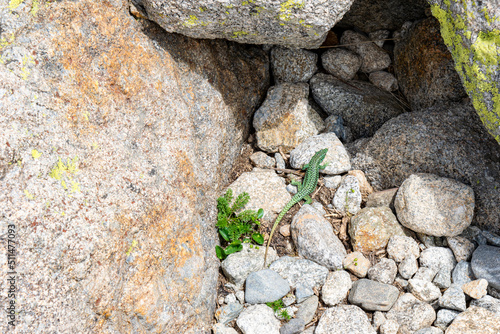 Green lizard in the Sierra de Gredos photo