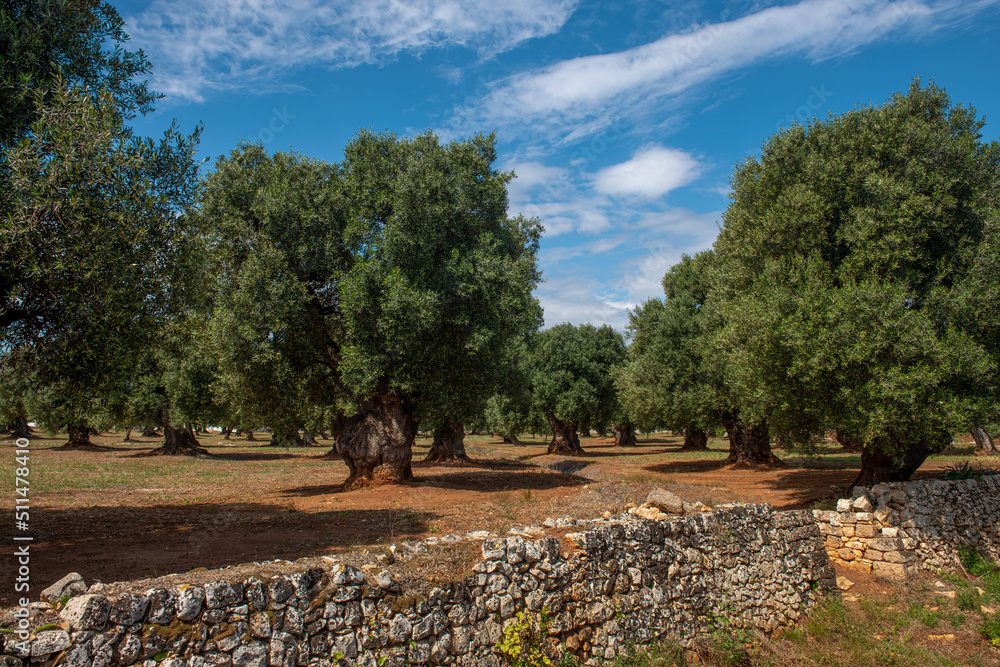 Stray gaj oliwny otoczony kamiennym murkiem, Puglia, Włochy - obrazy, fototapety, plakaty 