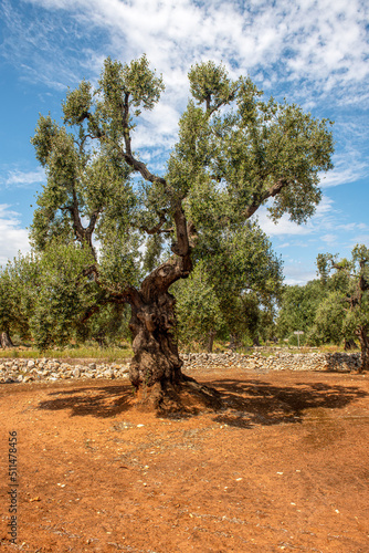 Piękne, bardzo stare drzewo oliwne, Puglia, Włochy