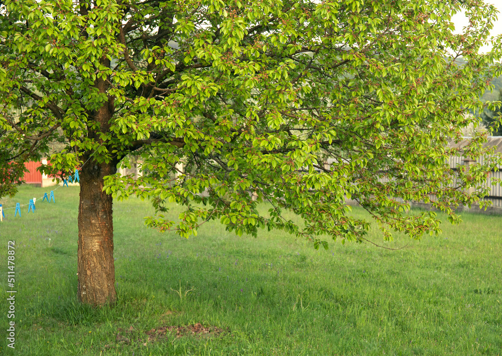 Beautiful cherry tree with green leaves in the garden Beautiful cherry tree with green leaves in the garden