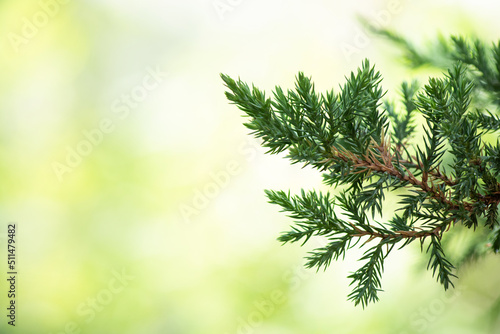 Juniperus procumbens branch green leaves on nature background.