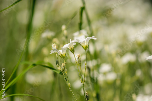 białe kielichowate kwiatki rogownica polna cerastium arvense