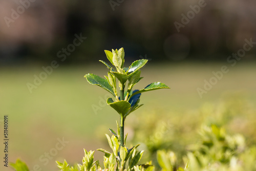 sprout in springtime,Closeup. spring green leaves on a bush. A shrub branch on a blurry green background, selective focus. The concept of a new life. Spring background.