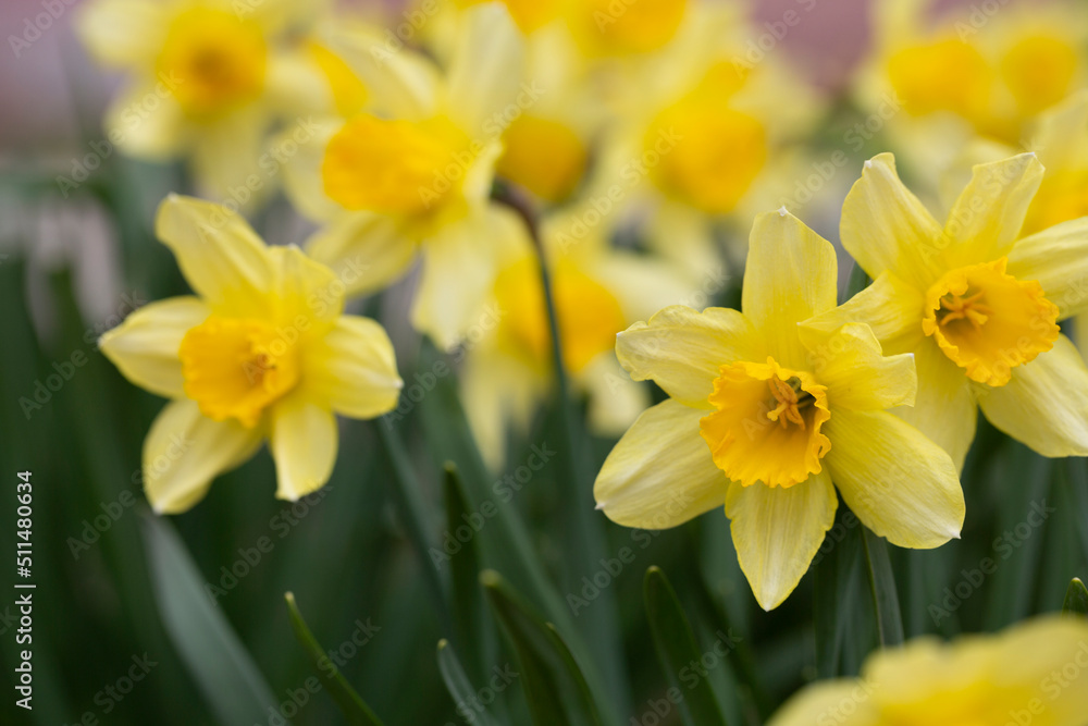 Spring flower yellow Narcissus in the garden, selective focus, close-up