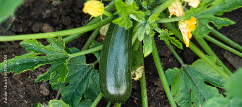 banner with one fresh ripe green zucchini on the garden bed. Soft focus Concept harvesting.