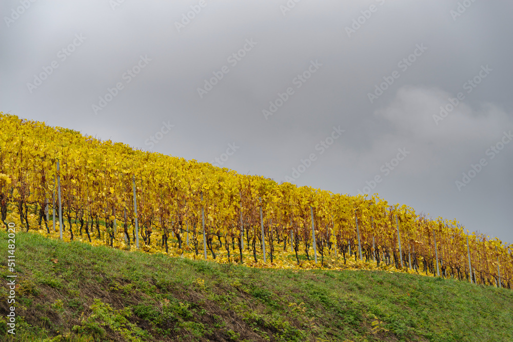 Autumnal landscape of vines and hills in Langhe, Italy