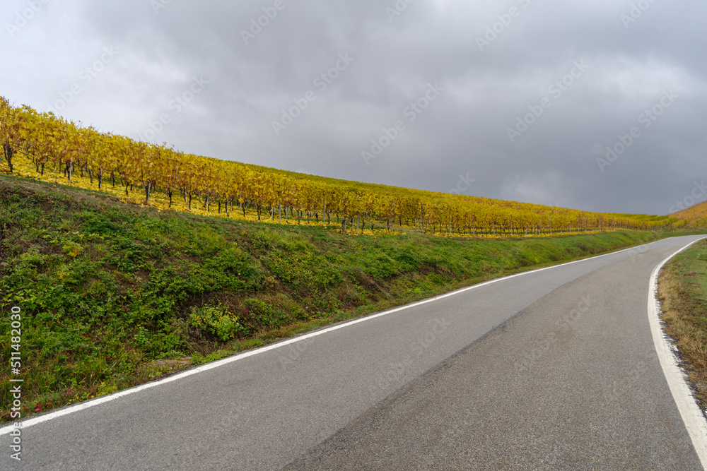 Road between vineyards