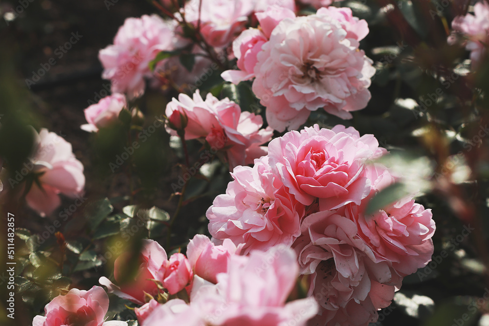 Beautiful colorful roses in garden Beautiful colorful roses in garden