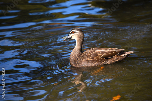 Australian teal duck swimming in pond water