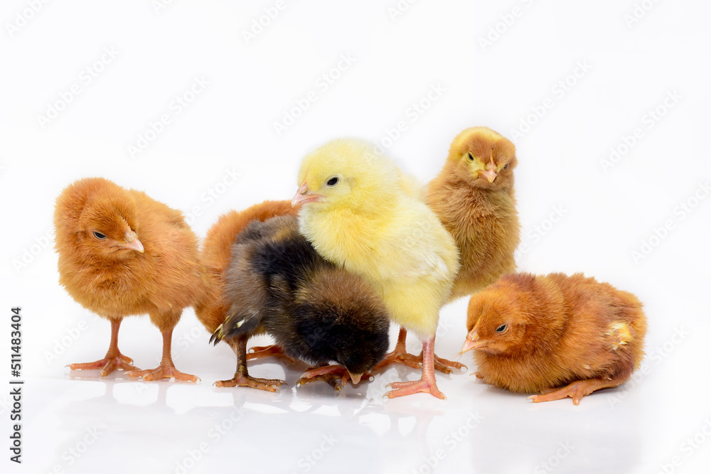 Fototapeta premium Cute little chicken isolated on white background.